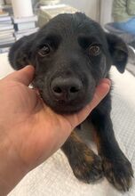 OTTO, Hund, Mischlingshund in Rumänien - Bild 2