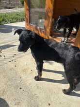OTTO, Hund, Mischlingshund in Rumänien - Bild 3