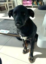OTTO, Hund, Mischlingshund in Rumänien - Bild 5