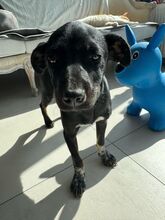 RITA, Hund, Mischlingshund in Rumänien - Bild 3