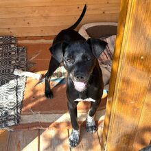 RITA, Hund, Mischlingshund in Rumänien - Bild 4