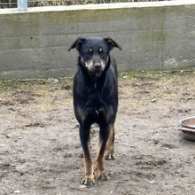 BETTY, Hund, Mischlingshund in Rumänien