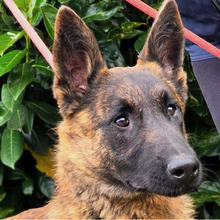 DOLPH, Hund, Belgischer Schäferhund-Mix in Kroatien - Bild 1