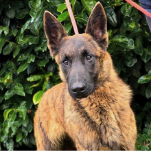 DOLPH, Hund, Belgischer Schäferhund-Mix in Kroatien - Bild 2