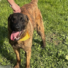 DOLPH, Hund, Belgischer Schäferhund-Mix in Kroatien - Bild 4