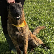 DOLPH, Hund, Belgischer Schäferhund-Mix in Kroatien - Bild 5