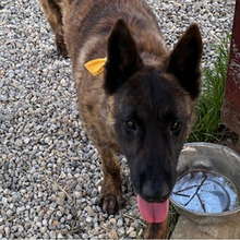 DOLPH, Hund, Belgischer Schäferhund-Mix in Kroatien - Bild 6