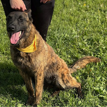DOLPH, Hund, Belgischer Schäferhund-Mix in Kroatien - Bild 8