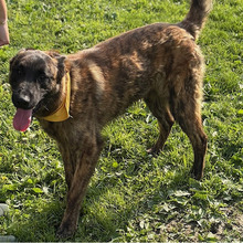 DOLPH, Hund, Belgischer Schäferhund-Mix in Kroatien - Bild 9