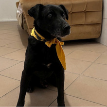 PROMETEJ, Hund, Labrador-Mix in Kroatien - Bild 11