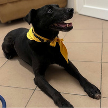 PROMETEJ, Hund, Labrador-Mix in Kroatien - Bild 12