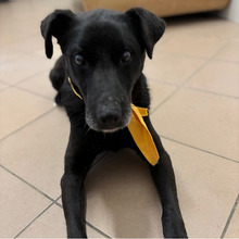 PROMETEJ, Hund, Labrador-Mix in Kroatien - Bild 2