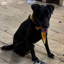 PROMETEJ, Hund, Labrador-Mix in Kroatien - Bild 3