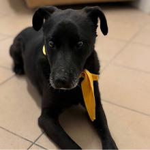 PROMETEJ, Hund, Labrador-Mix in Kroatien - Bild 4