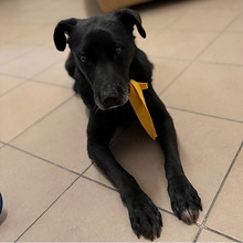 PROMETEJ, Hund, Labrador-Mix in Kroatien - Bild 5
