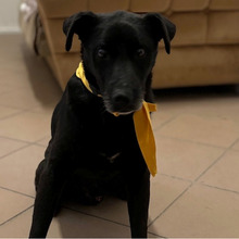 PROMETEJ, Hund, Labrador-Mix in Kroatien - Bild 7