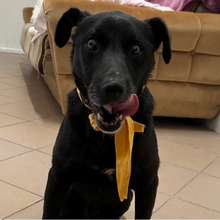 PROMETEJ, Hund, Labrador-Mix in Kroatien - Bild 8