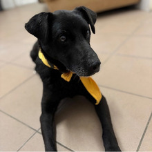 PROMETEJ, Hund, Labrador-Mix in Kroatien - Bild 9