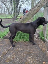 GINA2, Hund, Shar Pei-Mix in Ungarn - Bild 1