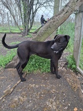 GINA2, Hund, Shar Pei-Mix in Ungarn - Bild 2