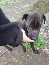 GINA2, Hund, Shar Pei-Mix in Ungarn - Bild 3
