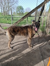 FANTOM2, Hund, Magyar Agar-Mix in Ungarn - Bild 1