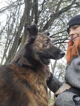 FANTOM2, Hund, Magyar Agar-Mix in Ungarn - Bild 2