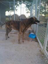 FANTOM2, Hund, Magyar Agar-Mix in Ungarn - Bild 3