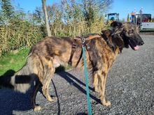 FANTOM2, Hund, Magyar Agar-Mix in Horstmar