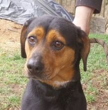 STELLA2, Hund, Mischlingshund in Slowakische Republik - Bild 1