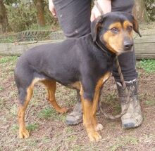 STELLA2, Hund, Mischlingshund in Slowakische Republik - Bild 2