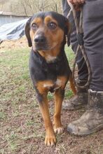 STELLA2, Hund, Mischlingshund in Slowakische Republik - Bild 3