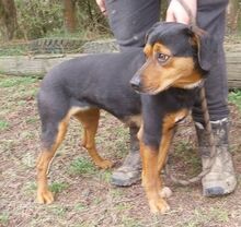 STELLA2, Hund, Mischlingshund in Slowakische Republik - Bild 4