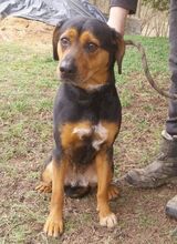 STELLA2, Hund, Mischlingshund in Slowakische Republik - Bild 5