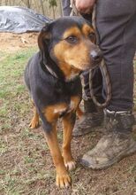 STELLA2, Hund, Mischlingshund in Slowakische Republik - Bild 6