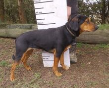 STELLA2, Hund, Mischlingshund in Slowakische Republik - Bild 7