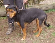 STELLA2, Hund, Mischlingshund in Slowakische Republik - Bild 8