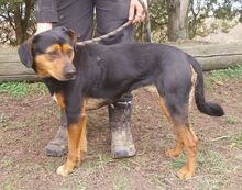 STELLA2, Hund, Mischlingshund in Slowakische Republik - Bild 9