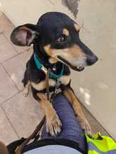 CALLY, Hund, Mischlingshund in Malta - Bild 2