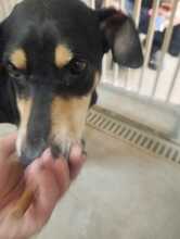 CALLY, Hund, Mischlingshund in Malta - Bild 4