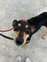 CALLY, Hund, Mischlingshund in Malta - Bild 5