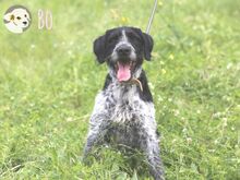 BO, Hund, Griffon Korthals-Mix in Portugal - Bild 1