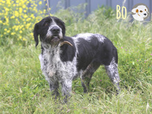 BO, Hund, Griffon Korthals-Mix in Portugal - Bild 2