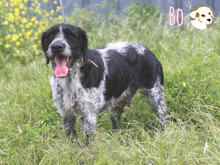 BO, Hund, Griffon Korthals-Mix in Portugal - Bild 3