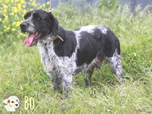BO, Hund, Griffon Korthals-Mix in Portugal - Bild 4