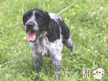 BO, Hund, Griffon Korthals-Mix in Portugal - Bild 5