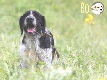 BO, Hund, Griffon Korthals-Mix in Portugal - Bild 6