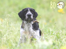 BO, Hund, Griffon Korthals-Mix in Portugal - Bild 7