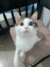 HOLLY, Katze, Europäisch Kurzhaar in Niederlande - Bild 1