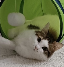 HOLLY, Katze, Europäisch Kurzhaar in Niederlande - Bild 2